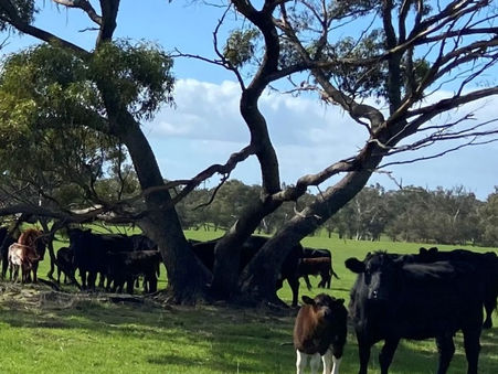 Cattle farm in Dandaragan warmly welcomes BeefLinks' researchers
