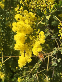 Hover fly_bee 7.7.2019.jpg