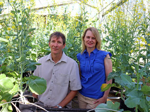 GRDC funds research on quantifying nitrogen losses and effect on crop production and GHG emissions