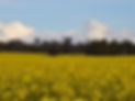 Canola+field+Photo+credit+Maksym+Polyakov.jpg