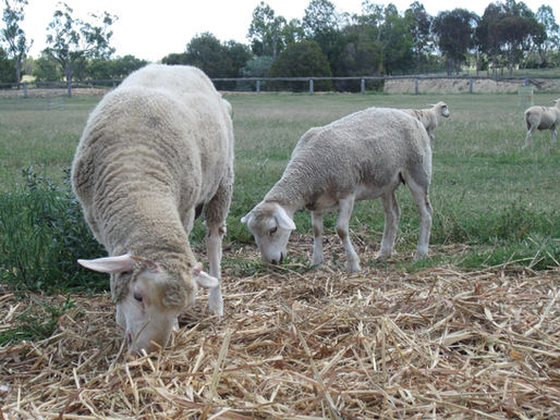 WA is a major producer and exporter of grains, sheep meat and livestock, with agricultural products reaching more than 120 international markets.