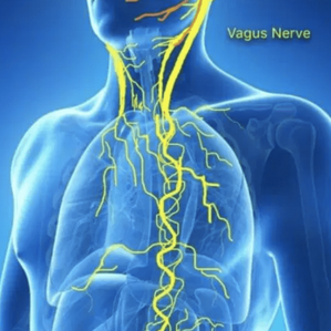 Vagus nerve and Long COVID: What's the connection?  