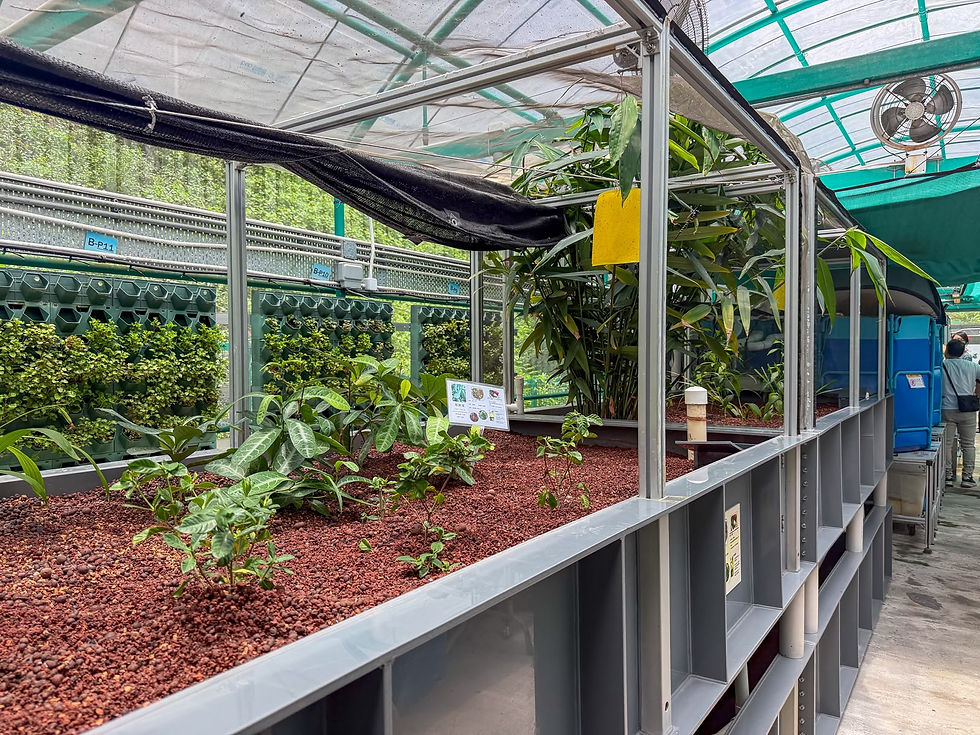 Planting troughs using volcanic rock as a growing medium to cultivate multiple high-value Chinese medicinal herbs. The system design balances the plants' growth requirements with water purification functions.