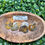 Thumbnail: Ammonite Small 20mm