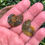 Thumbnail: Ammonite Small 20mm