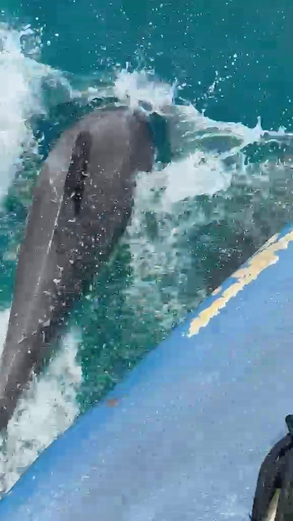 Wild Dolphins at Play