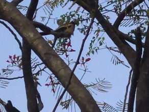 Rufous Treepie