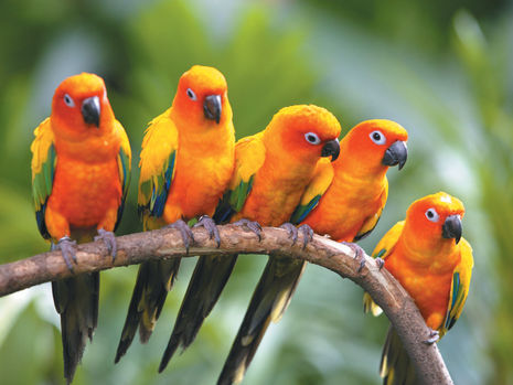 To Tweet Or Not To Tweet?