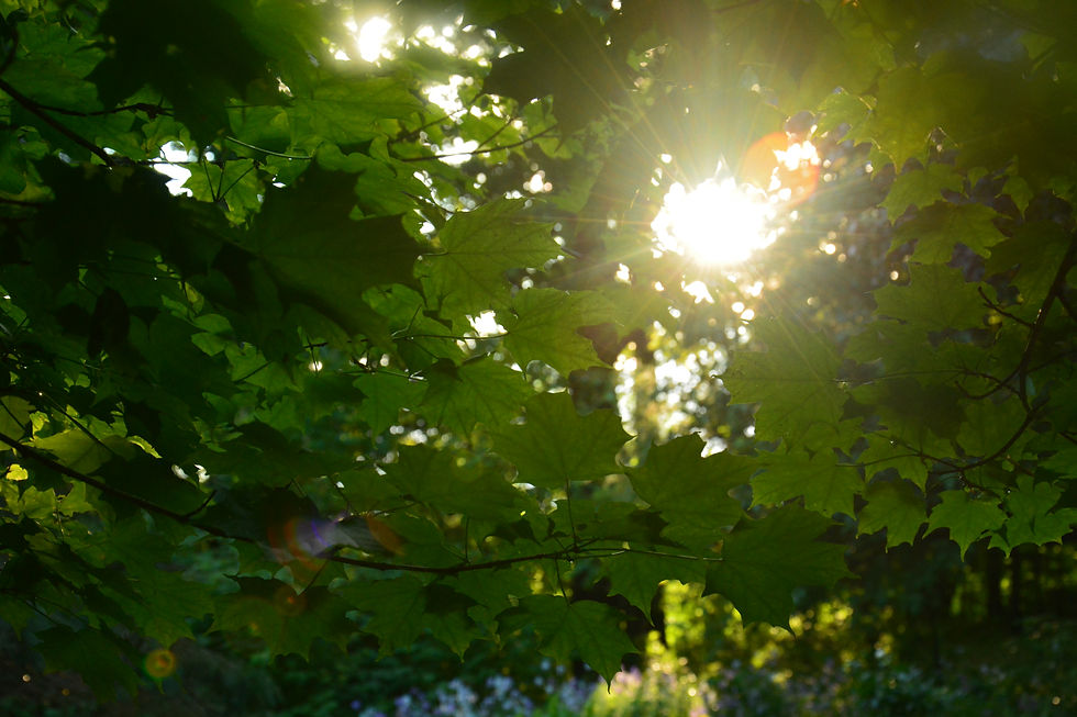 Deciduous
