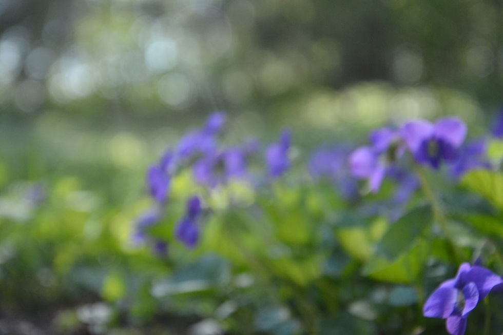 Violets are technically blue