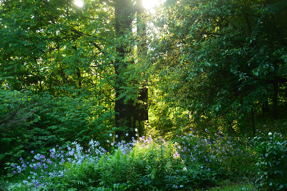 Nature in Muskoka