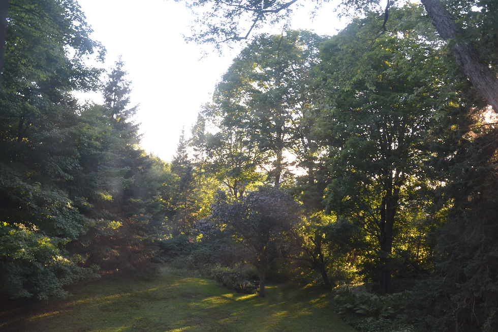 Magic Meadow?