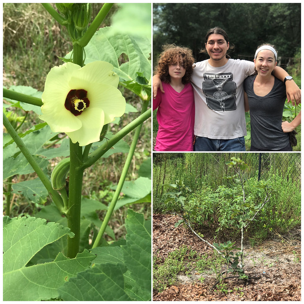 Okra and the Crew