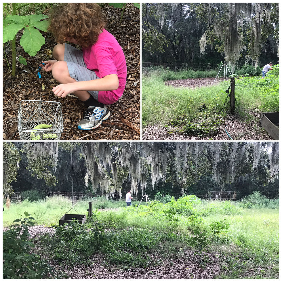 The Community Garden