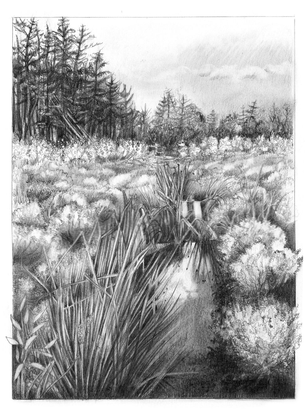 Portmoak Moss - Ditch and Conifers 