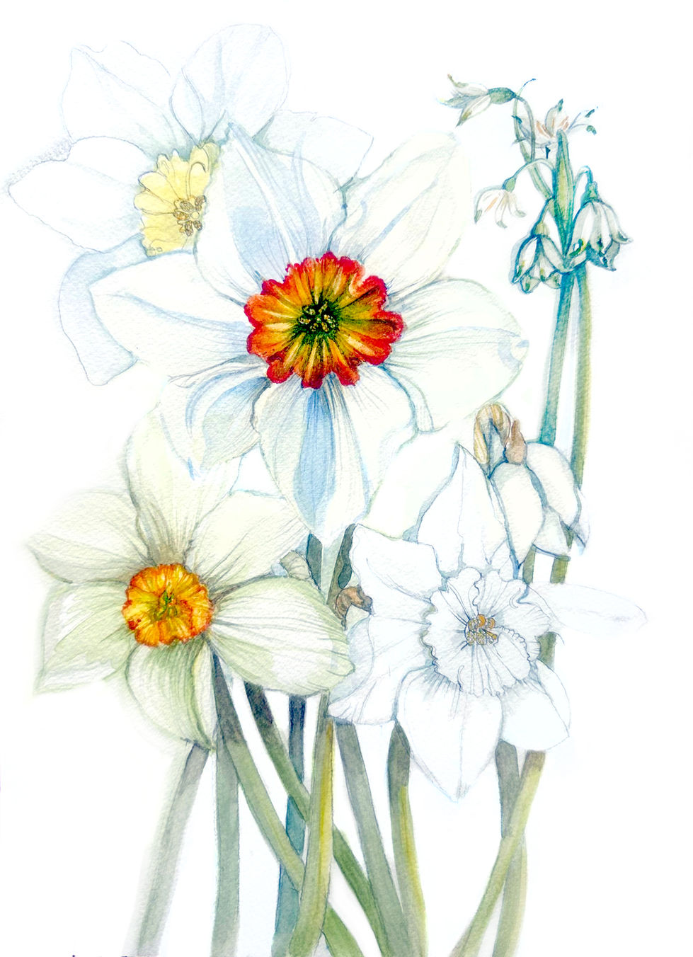 Spring - Narcissi
