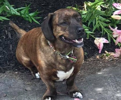 Oops! We Missed National Dog Day!!