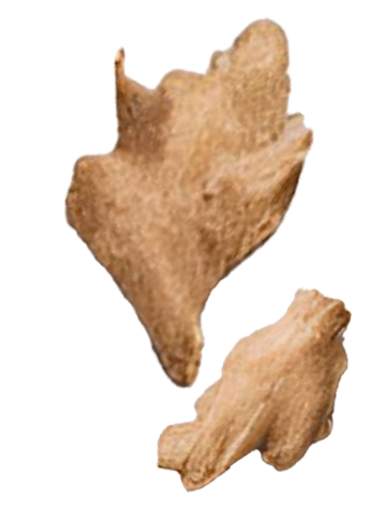 Dannato London Dry Gin | Dannatamente Buono | Zenzero