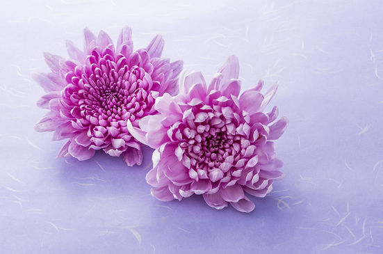 紫色の花