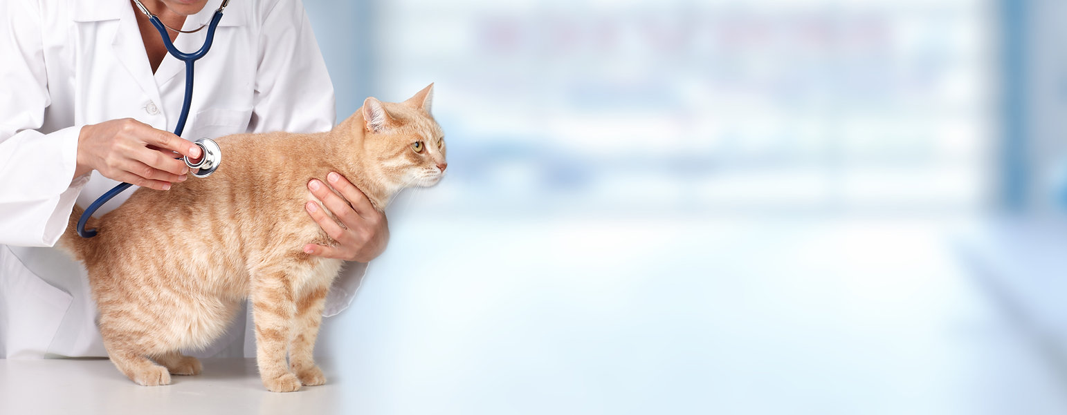AdobeStock_55861601.jpeg