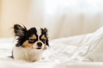 AdobeStock_195302411.jpeg
