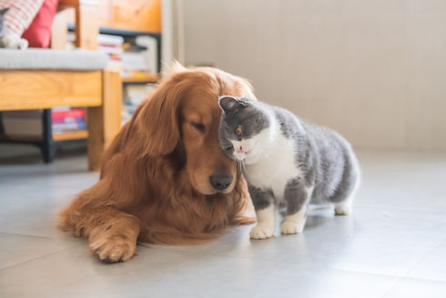 なかよし犬と猫