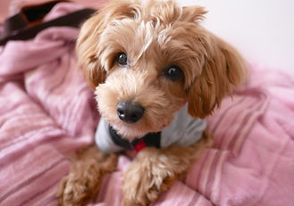 犬
