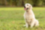 犬