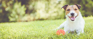 犬