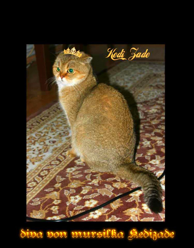 Golden Shaded Ticked Tabby Scottish Fold dişi DİVA