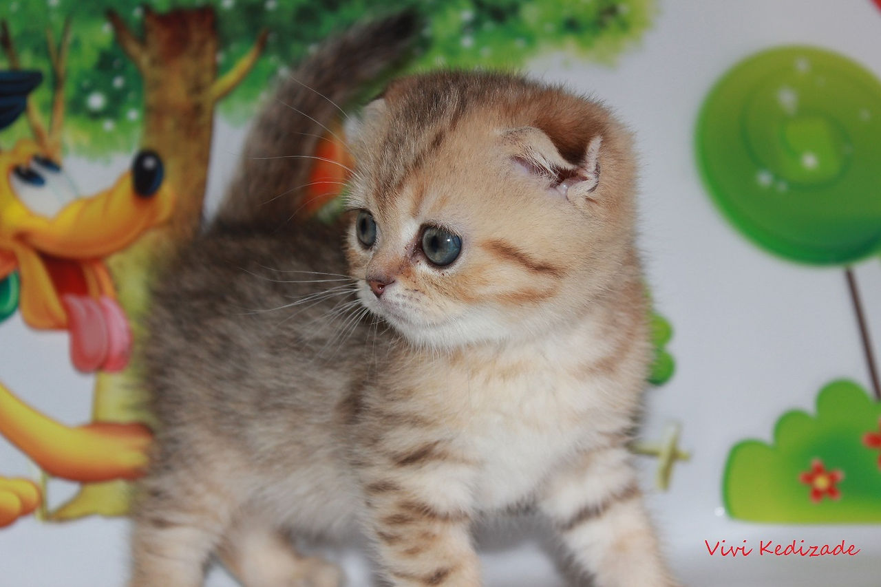 Vivi_Kedizade_dişi_yavru