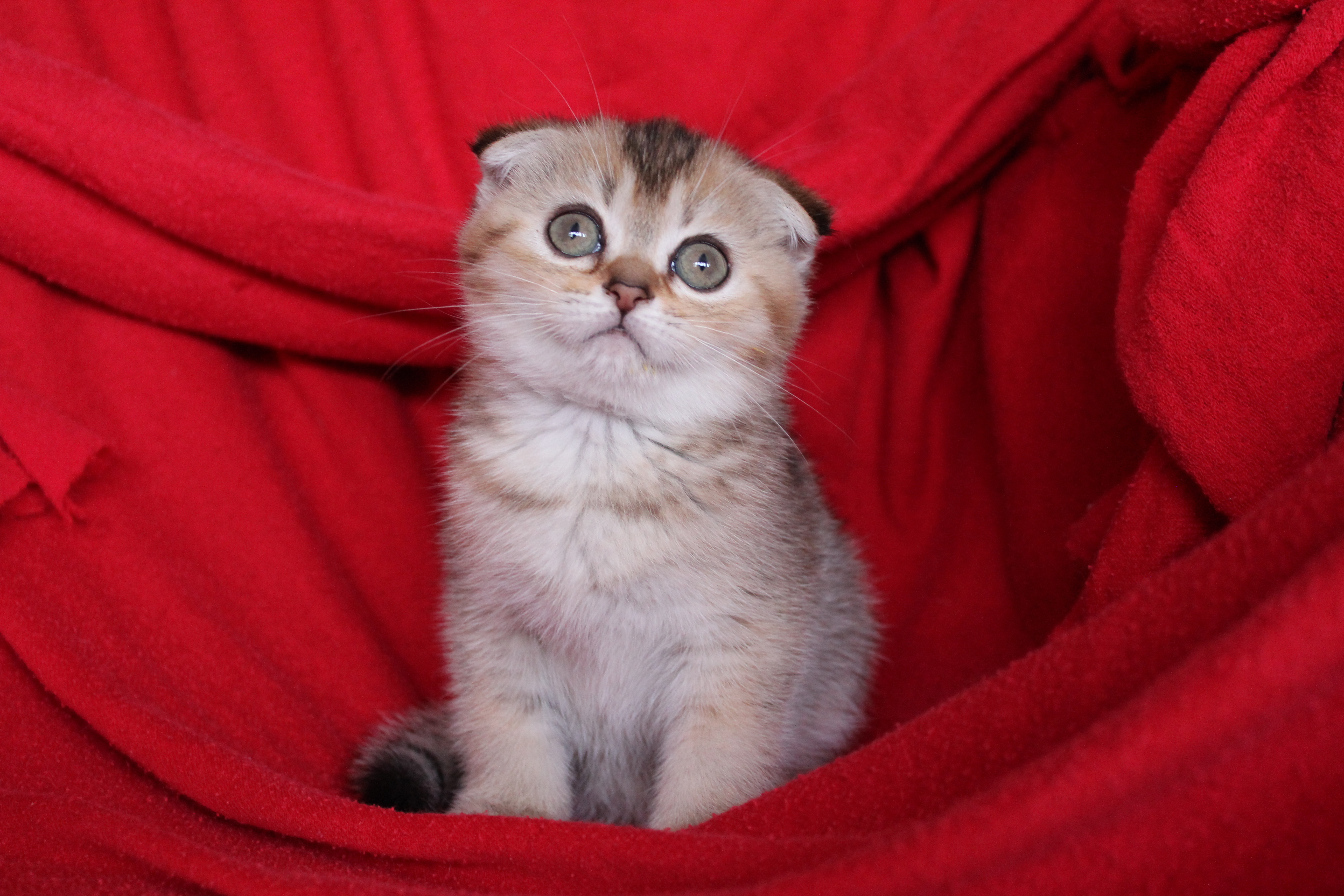 Шотландская Вислоухая Кошка Фото Купить