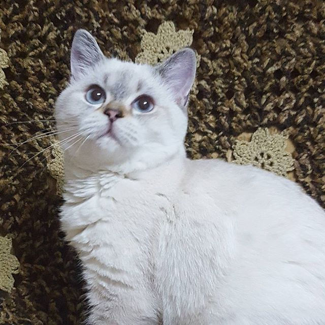Pegasus Kedizade_Scottish Straight_Golden Shell_Sfs 71 ny 25 33_#scottishstraight #britishshorthair #ny1133