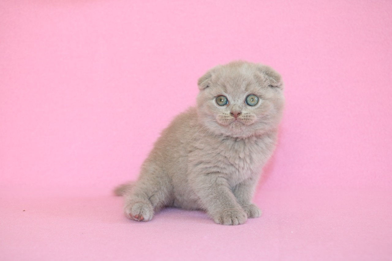scottish fold yavru erkek lilac