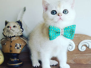 Silver Shaded Scottish Straight erkek yavru *KAISER