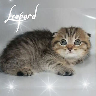 Leopard Kedizade_erkek & male_Sfs ny 24 _Anne _ Elisa Vetsky Oxi_Golden Shaded Scottish Straight_Sfs 71 ny 11 33_Baba _ CH