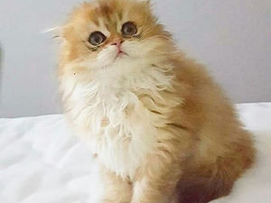 Highland Fold & Scottish Fold & Straight Golden erkek dişi yavrular