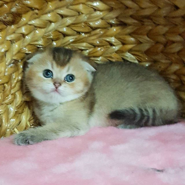 Gremlin Kedizade Scottish Fold Erkek