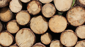 Sawmill WoodMizer Wood Mizer Bandsaw Blade Sharpening Apple Bins Logging Firewood Tree Removal Walnut Hickory Ash Maple