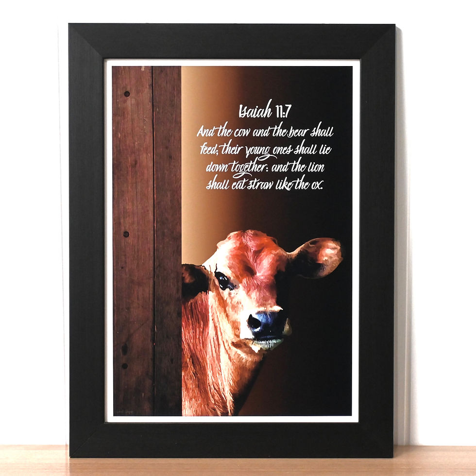 Thumbnail: "The Jersey Calf" Isaiah 11:7 KJV Poster Print
