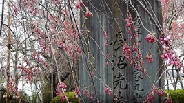 Blossoms and Stone