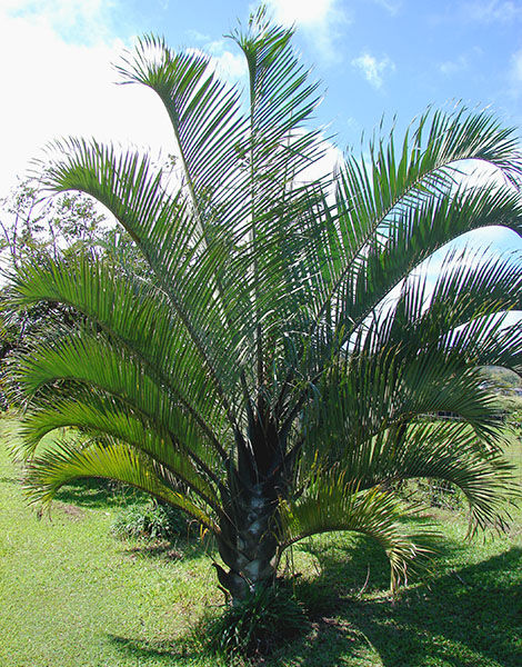Triangle Palm