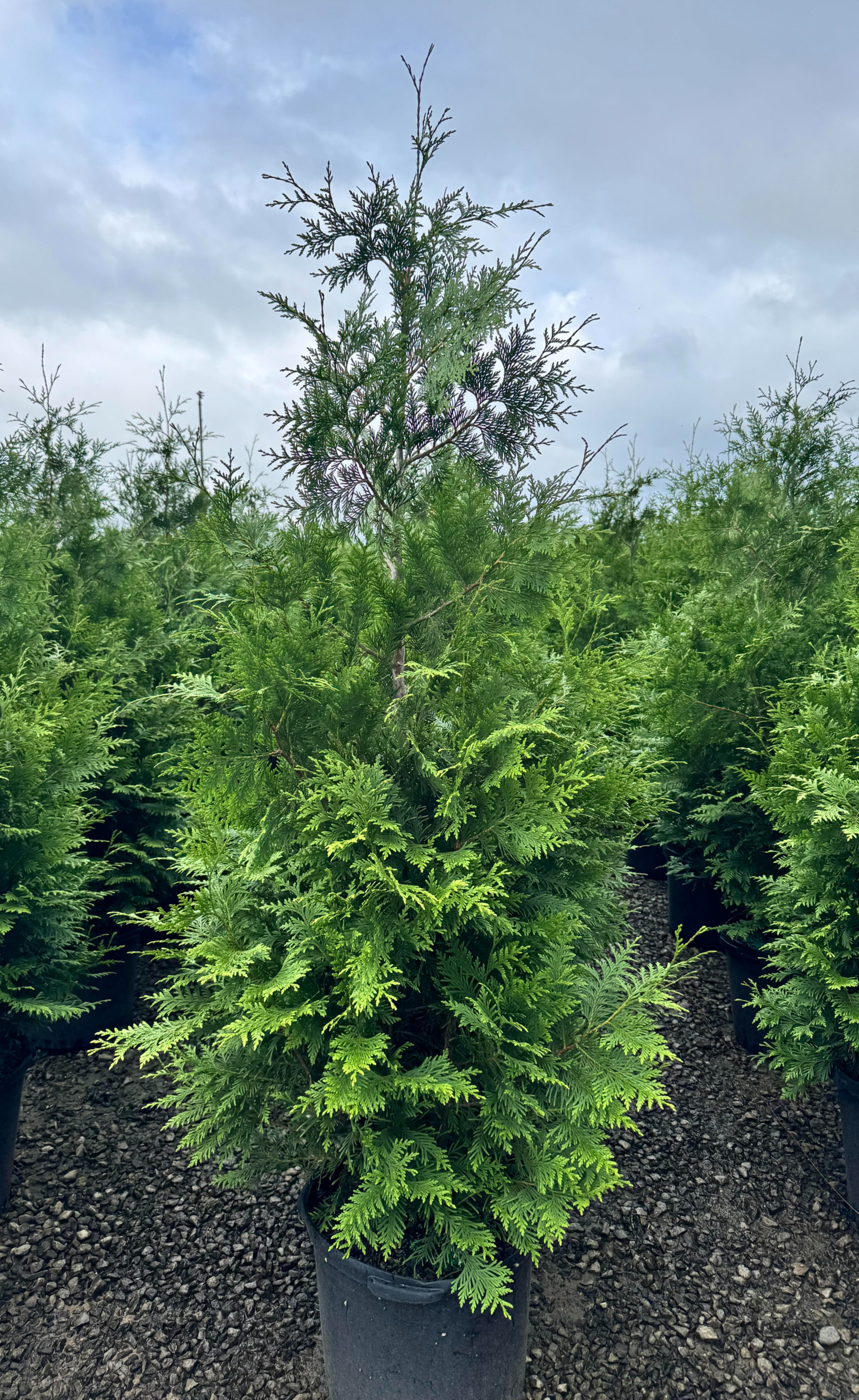 Green Giant Arborvitae 6-7 foot