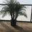 Thumbnail: Date Palm