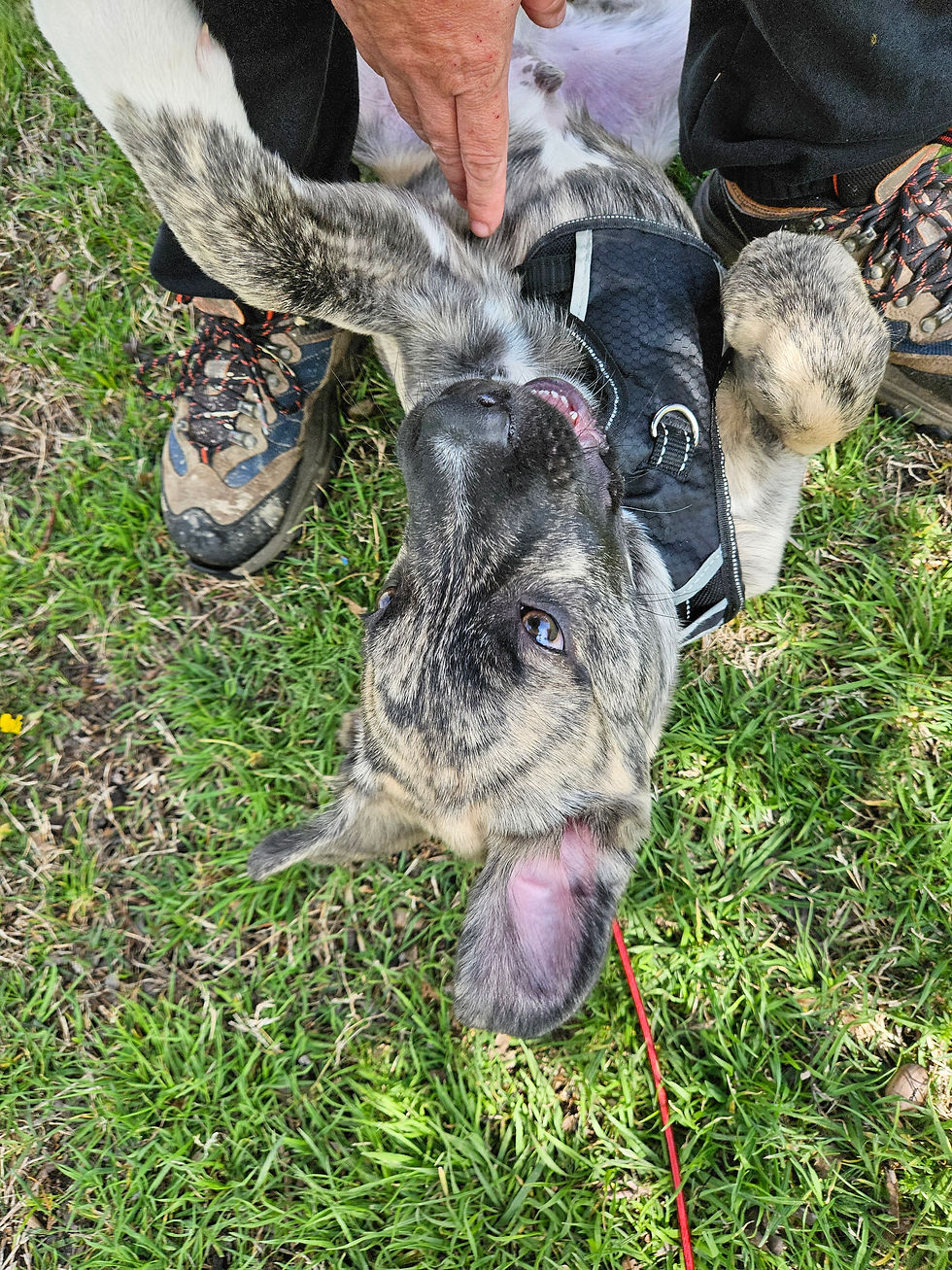 High angle view of a happy dog playing in the grass