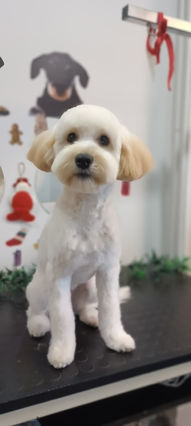 beşiktaş pet kuaför