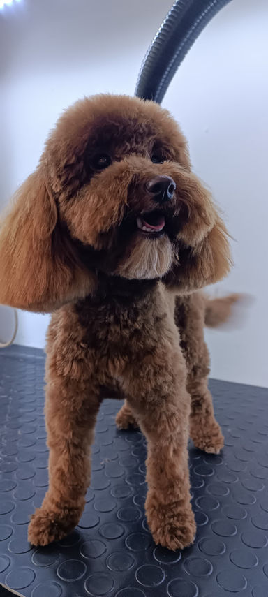 etiler köpek traşı