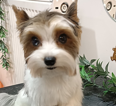 ırklara özel kesim