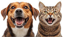 PET DENTAL HEALTH PROGRAM(3)_edited.jpg