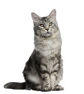 Gray Tabby Cat_edited.png